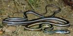 STRIPED WHIPSNAKE  Coluber taeniatus - Snake Species | Gveli | გველი
