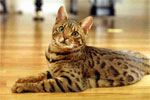 Bengal | Cat | Cat Breeds