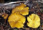 Chrysomphalina chrysophylla - fungi species list A Z