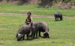 Kele | Pig | Pig Breeds