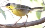 Gray-crowned Yellowthroat - Bird Species | Frinvelis jishebi | ფრინველის ჯიშები