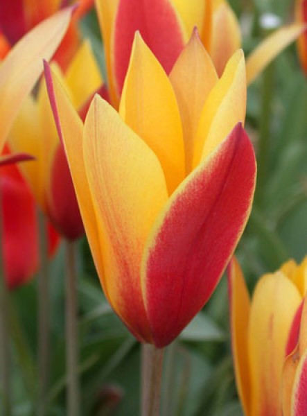 Clusiana 'Cynthia'