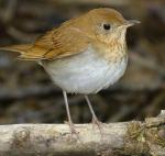 Veery - Bird Species | Frinvelis jishebi | ფრინველის ჯიშები