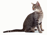 Egyptian Mau | Cat | Cat Breeds