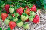 Mae | Strawberry Species 