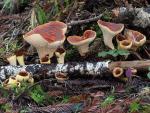 Gomphus kauffmanii: Turbinellus kauffmanii - Fungi Species | sokos jishebi | სოკოს ჯიშები