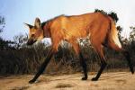 The Maned Wolf - wolf species | mglis jishebi | მგლის ჯიშები