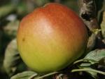 Sturmer Pippin - Apple Varieties list a - z  