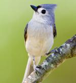 Tufted Titmouse - Bird Species | Frinvelis jishebi | ფრინველის ჯიშები