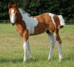 American Paint Horse | Horse | Horse Breeds