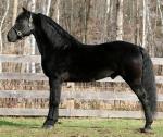 Abyssinian Horse  | Horse | Horse Breeds