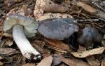 Entoloma bloxami - Fungi Species | sokos jishebi | სოკოს ჯიშები