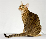 Ocicat | Cat | Cat Breeds