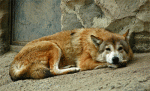 The Tibetan Wolf - wolf species | mglis jishebi | მგლის ჯიშები