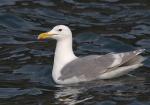 Glaucous-winged Gull - Bird Species | Frinvelis jishebi | ფრინველის ჯიშები