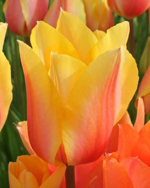 Blushing Beauty