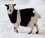 Nigerian Dwarf Goat | Goat | Goat Breeds