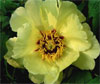 Canary -                                                                                                                 Peonies Varieties | PIONI | პიონი
