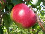 Hardy Cumberland - Apple Varieties list a - z  