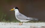 Least Tern  - Bird Species | Frinvelis jishebi | ფრინველის ჯიშები