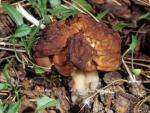 False Morel: Gyromitra esculenta - Fungi Species | sokos jishebi | სოკოს ჯიშები