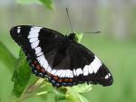 White Admiral | Butterfly species