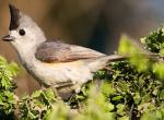 Black-crested Titmouse - Bird Species | Frinvelis jishebi | ფრინველის ჯიშები