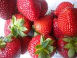 Vibrant - Strawberry  Varieties List list a - z  