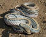 WESTERN PATCH-NOSED SNAKE <br /> Salvadora hexalepis - Snake Species | Gveli | გველი
