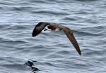 Dark-rumped Petrel - Bird Species | Frinvelis jishebi | ფრინველის ჯიშები