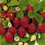 Ovation | Strawberry Species 
