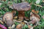 Tylopilus indecisus - Fungi Species | sokos jishebi | სოკოს ჯიშები