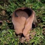 Otidea alutacea - Fungi Species | sokos jishebi | სოკოს ჯიშები