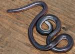 Rena humilis humilis - Southwestern Threadsnake - snake species list a - z | gveli | გველი 