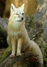 Corsac Fox - fox species | melias jishebi | მელიას ჯიშები