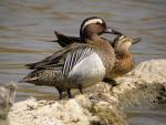 Garganey - Bird Species | Frinvelis jishebi | ფრინველის ჯიშები