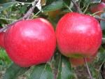 Autumn Crisp | Apple Species 