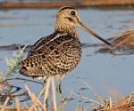 Pin-tailed Snipe - Bird Species | Frinvelis jishebi | ფრინველის ჯიშები