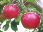 Idared - Apple Varieties list a - z  