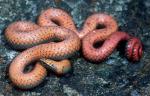 Diadophis punctatus occidentalis - Northwestern Ring-necked Snake | Snake Species