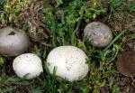 Bovista plumbea - fungi species list A Z