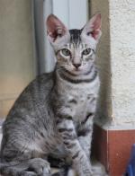 Arabian mau | Cat | Cat Breeds