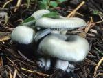 Clitocybe odora - fungi species list A Z