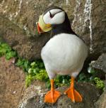 Horned Puffin - Bird Species | Frinvelis jishebi | ფრინველის ჯიშები