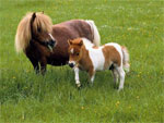 Falabella | Horse | Horse Breeds