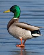 Mallard - Bird Species | Frinvelis jishebi | ფრინველის ჯიშები