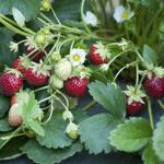 Mara Des Bois | Strawberry Species 