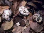 Chamonixia ambigua - fungi species list A Z