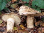 Russula eccentrica - Fungi Species