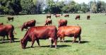 Red Angus | Cow | Cow Breeds